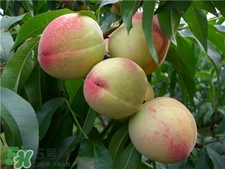 桃子核裂開(kāi)能吃嗎?桃子的核裂開(kāi)可以吃嗎?