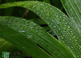 粽子葉怎么保存？粽葉怎么保存？