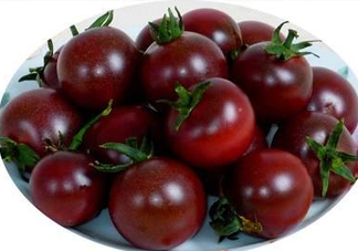 黑番茄怎么種植？黑番茄種植技術(shù)