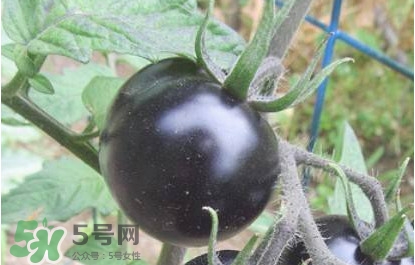 黑番茄怎么種植？黑番茄種植技術(shù)