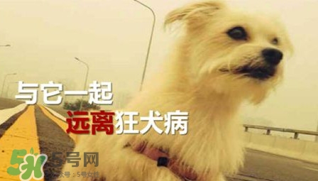 狂犬病能治好嗎？狂犬病的早期癥狀