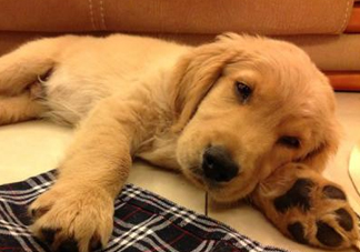 狂犬病是通過什么傳播的？狂犬病傳播途徑有哪些