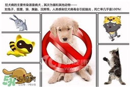狂犬病是通過什么傳播的？狂犬病傳播途徑有哪些