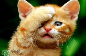 被貓抓傷會得狂犬病嗎？被貓咬了會得狂犬病嗎