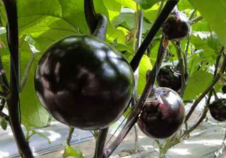 黑番茄能生吃嗎？黑番茄可以生吃嗎