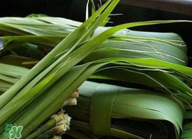 粽葉可以用什么代替？粽子葉可以用什么代替？