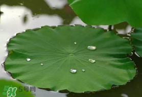 粽葉可以用什么代替？粽子葉可以用什么代替？