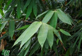 粽葉可以用什么代替？粽子葉可以用什么代替？