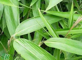 粽葉可以用什么代替？粽子葉可以用什么代替？