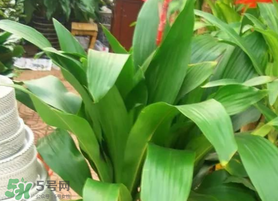 粽葉可以用什么代替？粽子葉可以用什么代替？