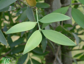 粽葉可以用什么代替？粽子葉可以用什么代替？