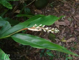 粽葉可以用什么代替？粽子葉可以用什么代替？