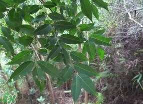 粽葉可以用什么代替？粽子葉可以用什么代替？