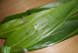 粽葉可以放冰箱嗎？粽葉能放冰箱嗎？