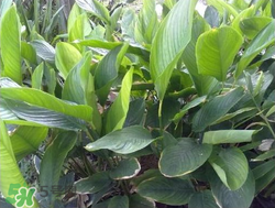 粽子葉能冷凍嗎？粽子葉放冰箱冷藏還是冷凍？