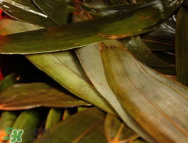 粽子葉怎么洗？粽葉怎么洗才干凈？