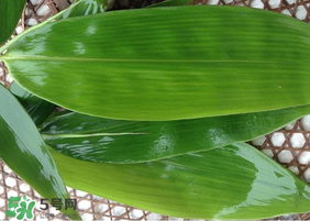 新鮮粽葉怎么保存？新鮮的粽子葉怎么保存？