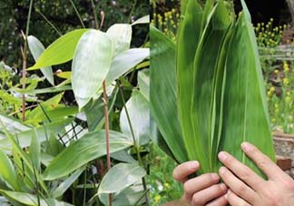 新鮮粽葉怎么保存？新鮮的粽子葉怎么保存？