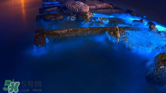 浙江多地驚現(xiàn)藍(lán)眼淚現(xiàn)象 藍(lán)眼淚是什么？