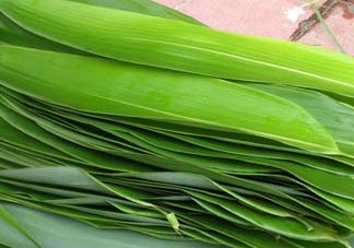 如何挑選粽葉？粽子葉怎么選？