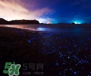 浙江多地驚現(xiàn)藍(lán)眼淚現(xiàn)象 藍(lán)眼淚是什么？