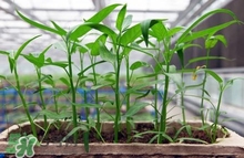 空心菜可以水養(yǎng)嗎？空心菜可以種在水里嗎