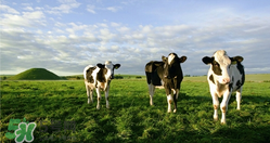 瑞哺恩有機(jī)嬰奶粉怎么樣？瑞哺恩有機(jī)嬰奶粉怎么沖？