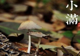 節(jié)氣小滿大滿是什么意思？24節(jié)氣為什么沒有大滿