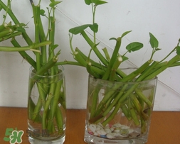 空心菜可以水養(yǎng)嗎？空心菜可以種在水里嗎