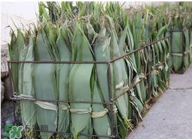 新鮮粽葉怎么處理？新鮮粽子葉怎樣處理？