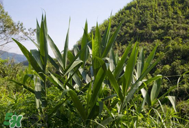 新鮮粽葉要煮嗎？新鮮粽葉煮多久？