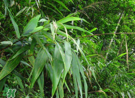 新鮮粽葉要煮嗎？新鮮粽葉煮多久？