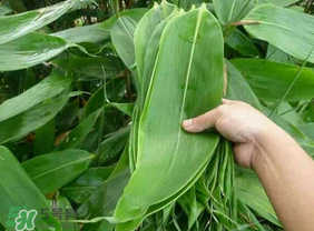 新鮮粽葉怎么包粽子？新鮮的粽葉可以直接包粽子嗎？