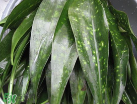 粽葉是什么植物的葉子？粽子葉是什么葉子？