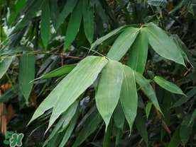 粽葉有什么用處？粽葉的功效與作用