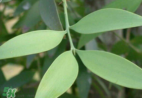 粽葉有什么用處？粽葉的功效與作用