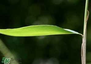 箬葉和粽葉有什么區(qū)別？箬葉是粽葉嗎？