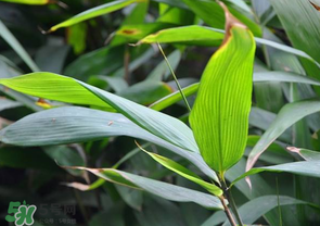 箬葉和粽葉有什么區(qū)別？箬葉是粽葉嗎？