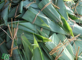 箬葉可以包粽子嗎？箬葉怎么包粽子？