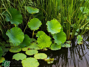 蘆葦葉可以包粽子嗎？蘆葦葉的功效與作用