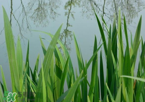 蘆葦葉可以包粽子嗎？蘆葦葉的功效與作用