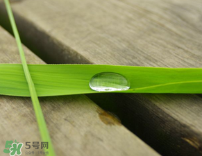 蘆葦葉怎么保存？蘆葦葉可以放冰箱嗎？