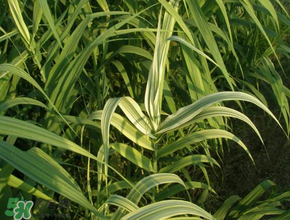 蘆葦葉怎么保存？蘆葦葉可以放冰箱嗎？