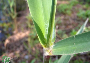 蘆葦葉怎么保存？蘆葦葉可以放冰箱嗎？