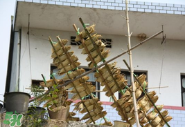 粽葉怎么曬干？粽葉怎么曬干不卷？