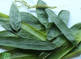 粽葉怎么曬干？粽葉怎么曬干不卷？