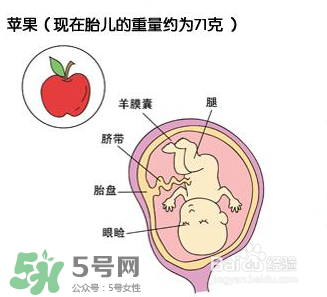 懷孕四個(gè)月需要做什么檢查？懷孕四個(gè)月胎兒圖