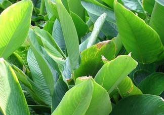 箬葉和粽葉有什么區(qū)別？箬葉是粽葉嗎？