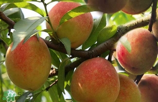 水蜜桃的產(chǎn)地在哪里？水蜜桃熱量高嗎？