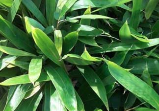 粽葉是什么植物的葉子？粽子葉是什么葉子？